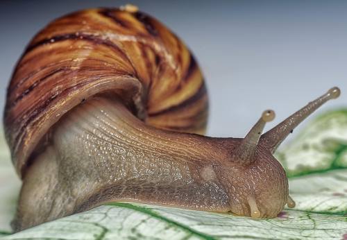 akaattikotilo-kuva 1