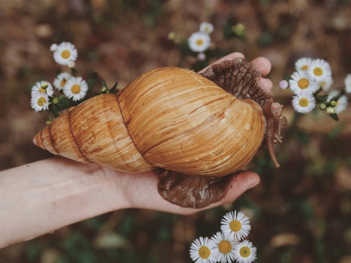 akaattikotilo Achatina marginata kuva