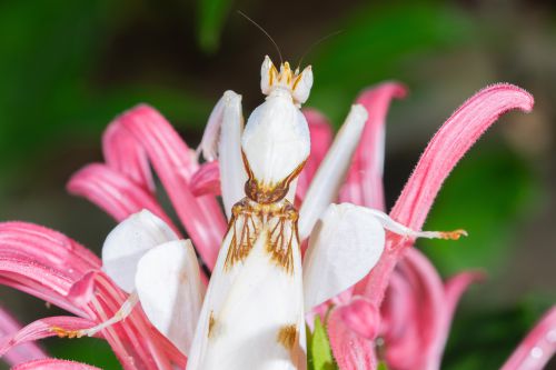 hymenopus coronatus