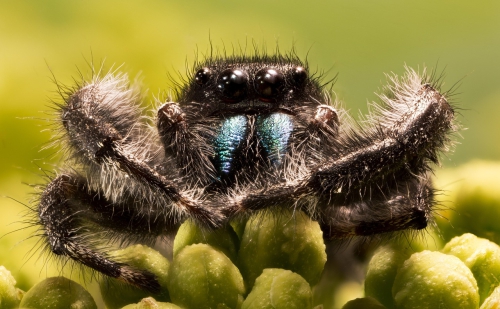 Hyppyhämähäkki katsoo kameraan