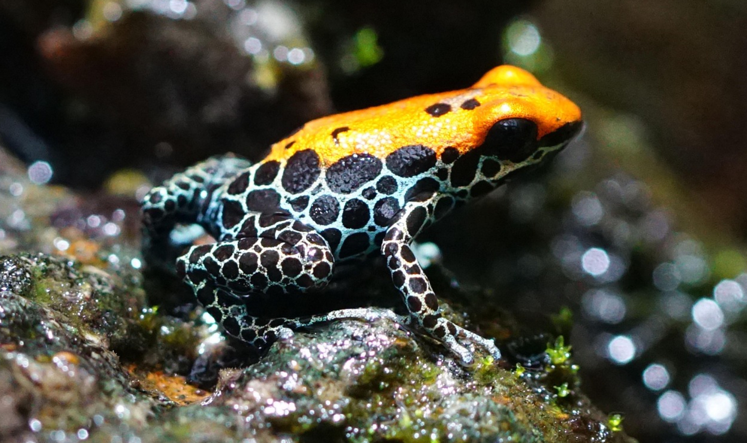 Dendronatidae nuolimyrkkysammakko