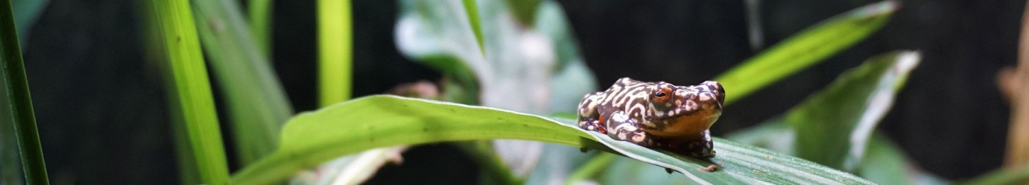 sammakko terraariossa