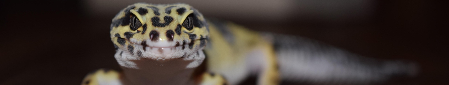 kuva leopardigekosta