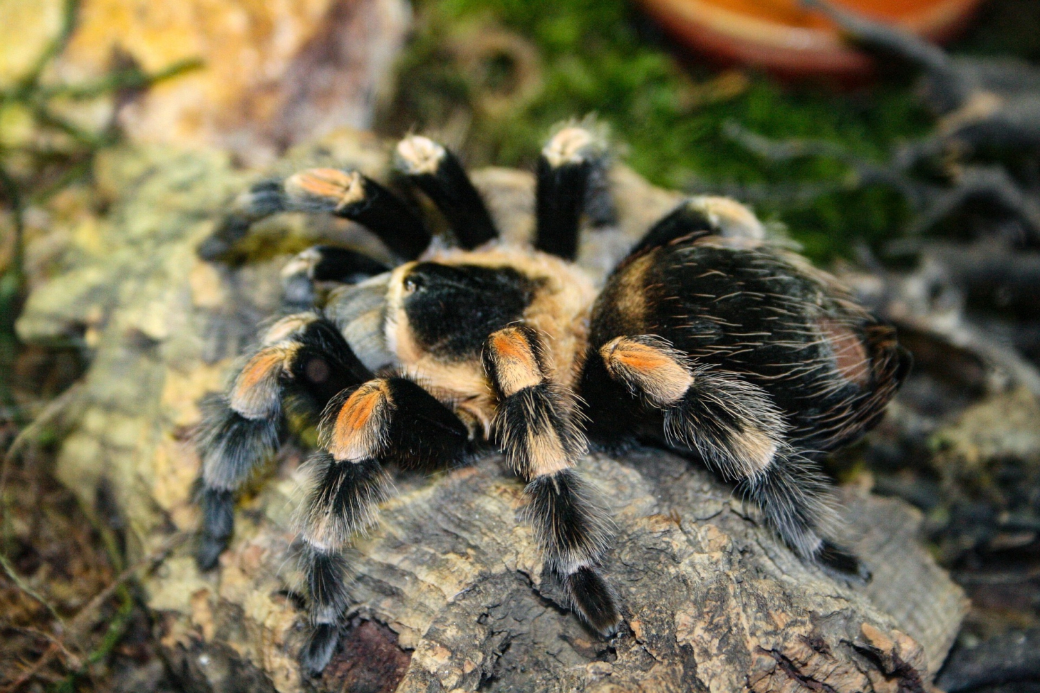 tarantula brachypelma