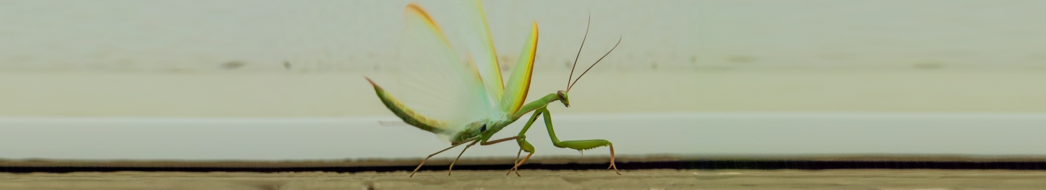 mantis