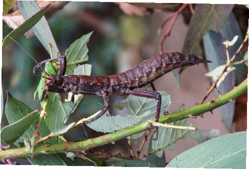eurycantha-calcarata