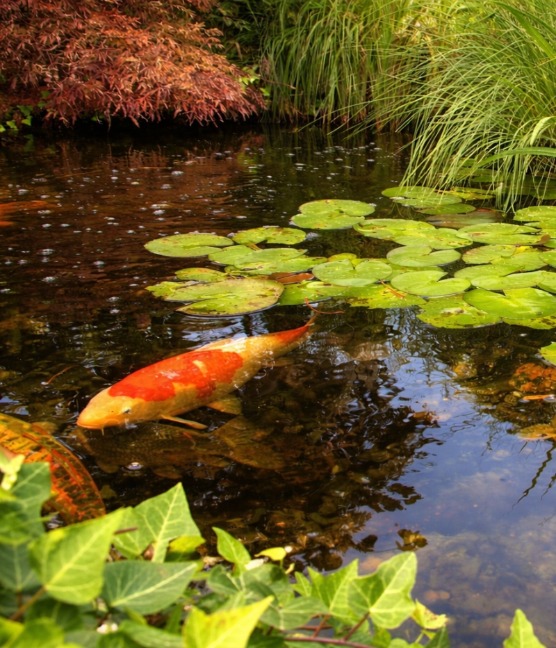 puutarhalammikon perustaminen ja hoito