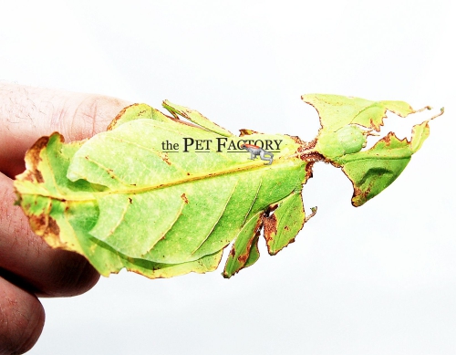phyllium giganteum.jpg