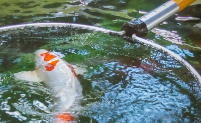 koi nets