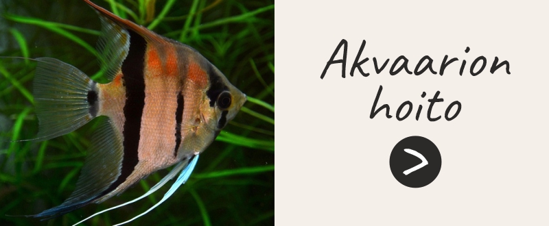 Akvaarion hoito bannerikuva