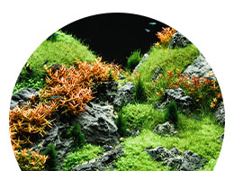 Kasvit ja kasvitarvikkeet ryhmään