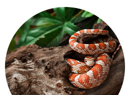 Terraariot ja tekniikka ryhmään