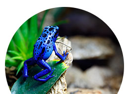 Terrariotarvikkeet ryhmään