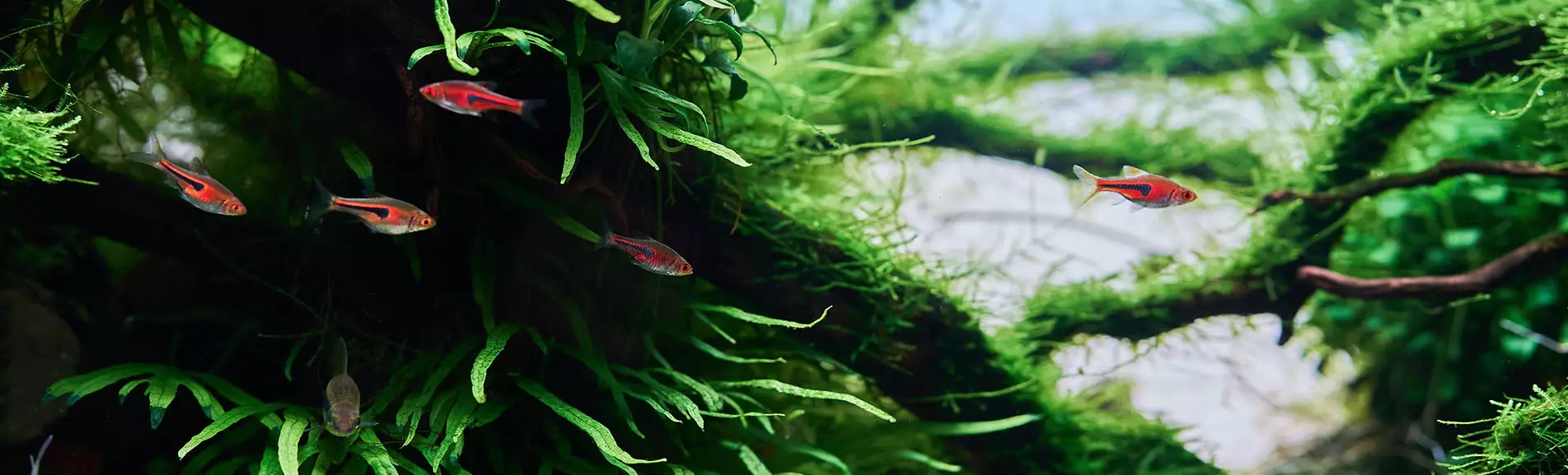 Suomen suurin akvaarioliike 9