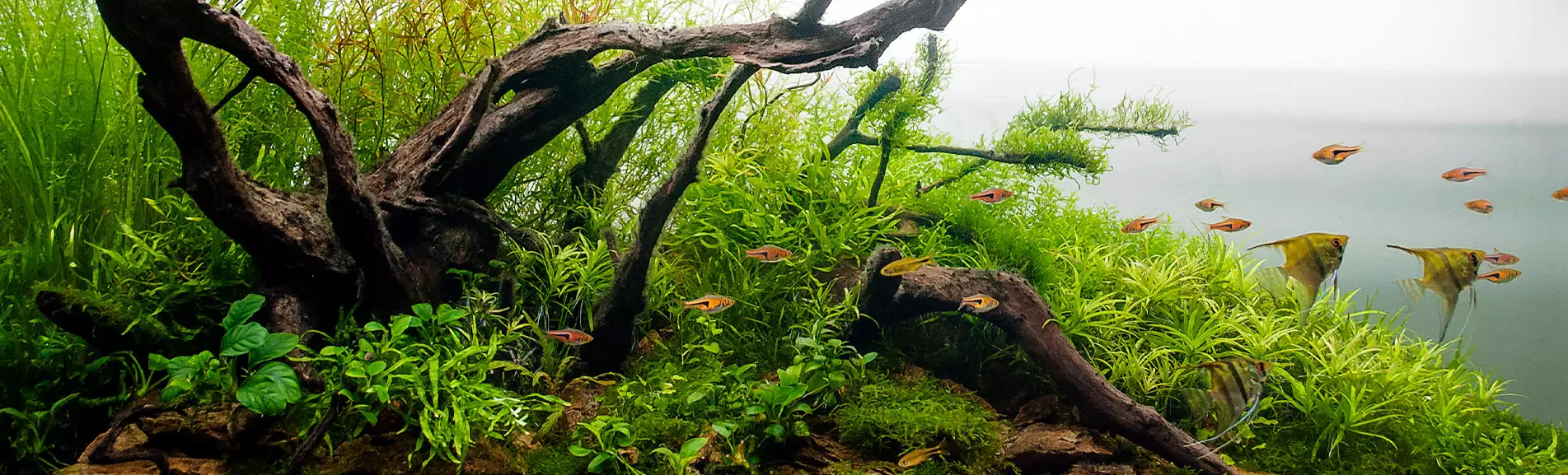 Upeat akvaariokasvit 10
