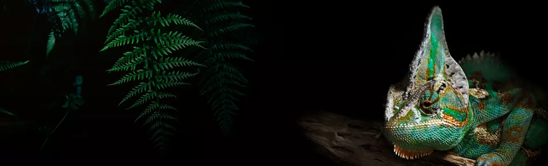 Terraarioiden asiantuntija 11