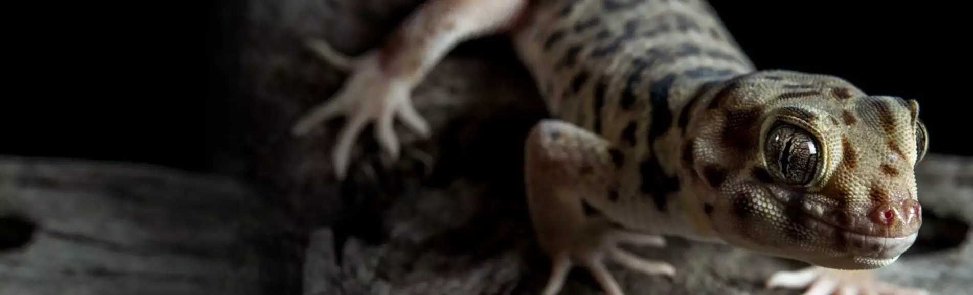 Nopea toimitus 25