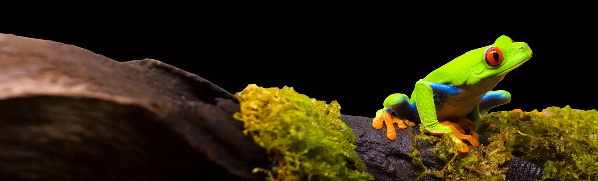 Terraarioiden asiantuntija 11