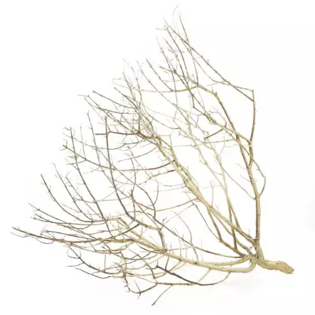 Aavikko Pensas S 20-30Cm - Aidot puut - D34140 - 1