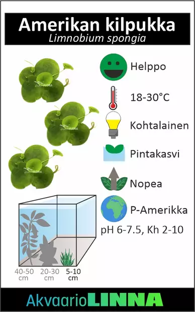 Amerikankilpukka laji kappale - Akvaarion kellus kasvit - 88670 - 2