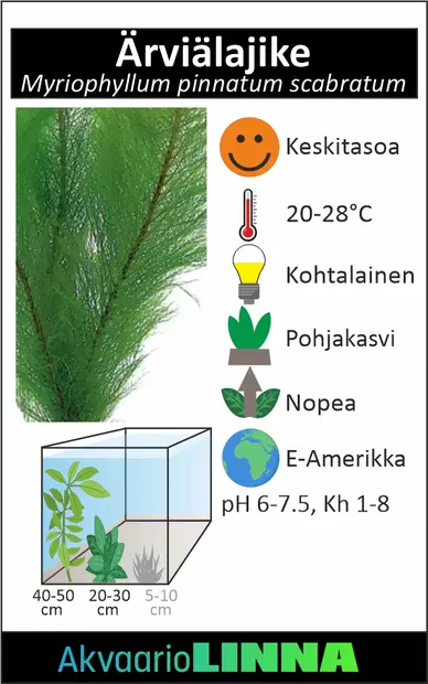Ärviä Lajike Nippu - Akvaarion taka-alan kasvit - 84740 - 2