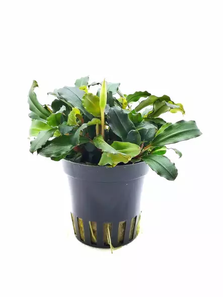 Bucephalandra Lamandau Mini P Ruukku - Akvaarion etualan kasvit - 89040 - 2
