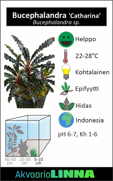 Bucephalandra sp. catharina vitrossa - Akvaarion etualan kasvit - 86840 - 2