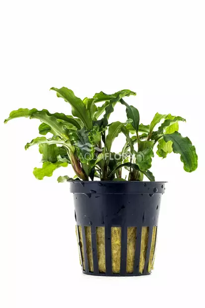 Bucephalandra Sp Vihreä Ruukku - Akvaarion etualan kasvit - 87770 - 2