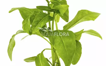 Echinodorus grisebachii ‘amazonicus - Akvaarion taka-alan kasvit - 81600 - 1