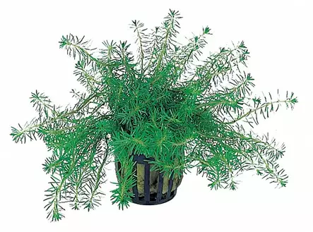 Hapsurotala Ruukku - Akvaarion keskialan kasvit - 82100 - 1