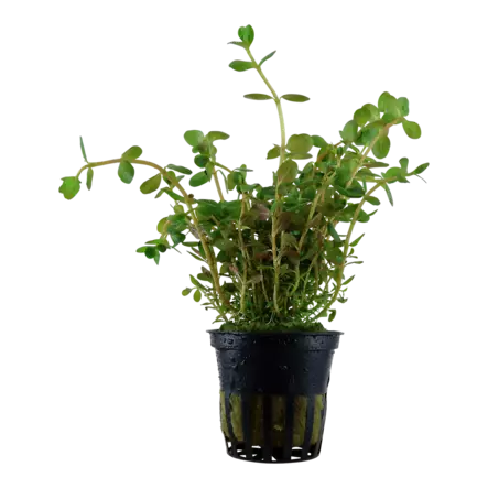 Hentorotala Ruukku - Akvaarion keskialan kasvit - 82090 - 1