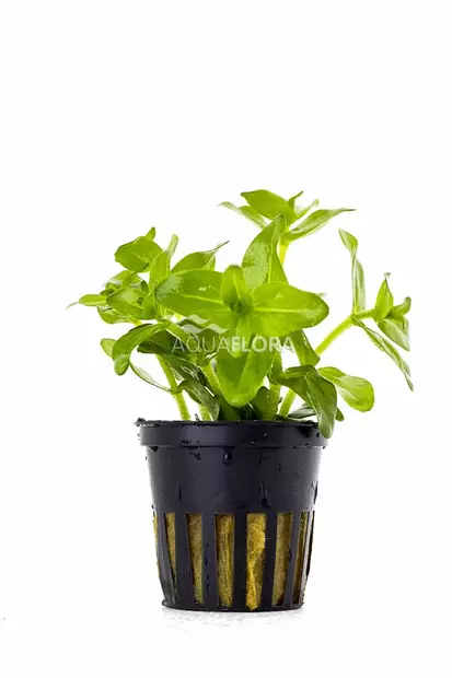 Isorasvalehti ruukku - Akvaarion keskialan kasvit - 80750 - 1