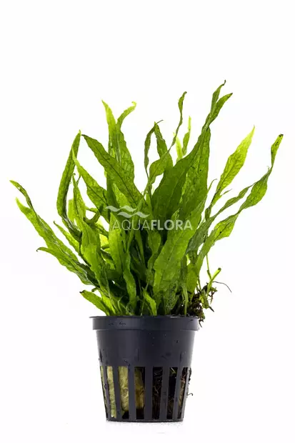 Jaavansaniainen Kapea/Pieni Ruukku - Akvaarion keskialan kasvit - 86930 - 2