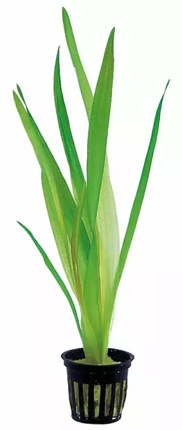 Jättiläisvallisneria Ruukku - Akvaarion taka-alan kasvit - 82240 - 2