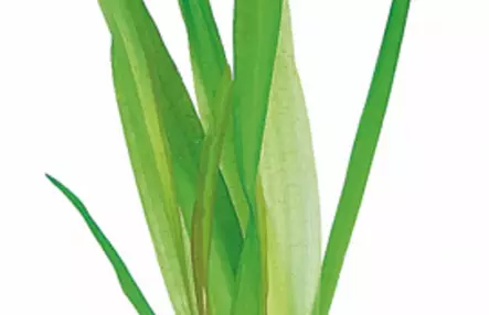 Jättiläisvallisneria Ruukku - Akvaarion taka-alan kasvit - 82240 - 1