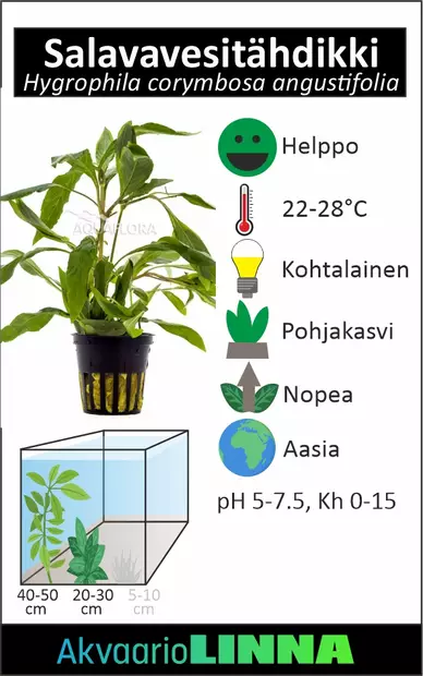 Jättivesitähdikki &Quot;Angustifolia&Quot; Nippu - Akvaarion taka-alan kasvit - 84480 - 2