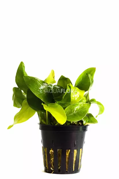 Kääpiökeihäslehti ’Golden’ Anubias barteri var. nana ’Golden` - Akvaarion etualan kasvit - 80610 - 1