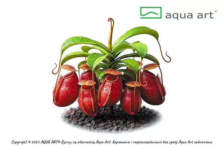 Kannukasvi laji Vitrokupissa - Lihansyöjäkasvit terraarioon - X3050 - 1