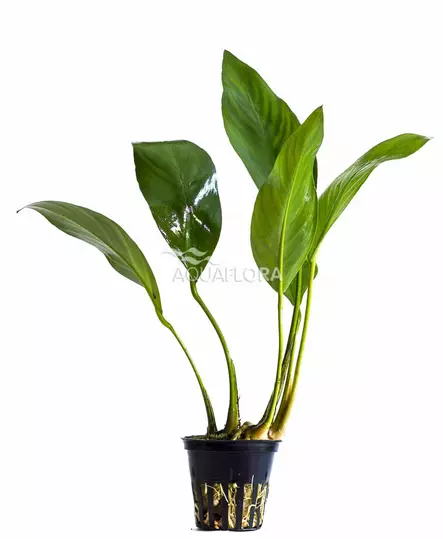 Kongonkeihäslehti Anubias congensis - Akvaarion taka-alan kasvit - 80600 - 1