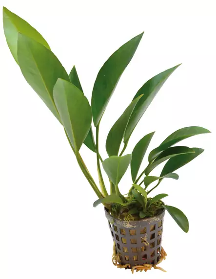 Kongonkeihäslehti Anubias congensis - Akvaarion taka-alan kasvit - 80600 - 2