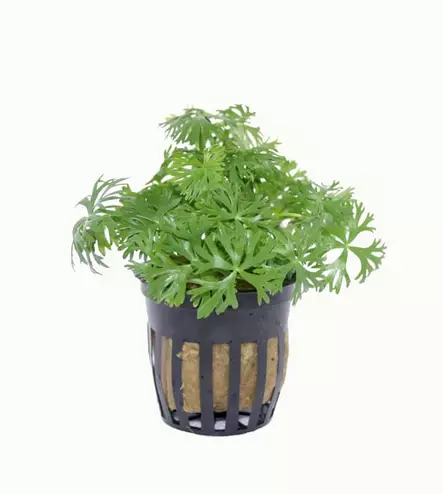 Leinikki Laji Ruukku - Akvaarion etualan kasvit - 82080 - 1