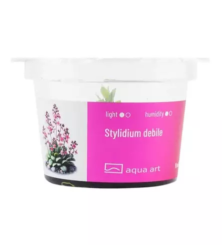 Stylidium debile - Lihansyöjäkasvit terraarioon - X4900 - 2