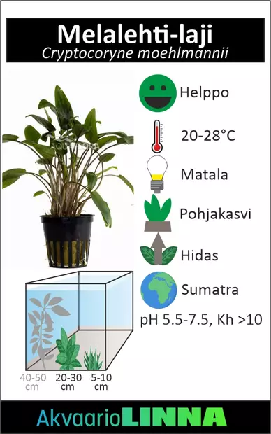 Melalehti Laji Sumatralta Ruukku - Akvaarion keskialan kasvit - 80990 - 2