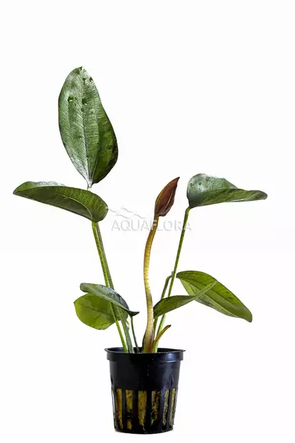 Miekka Intian Punainen Ruukku - Akvaarion keskialan kasvit - 87330 - 2