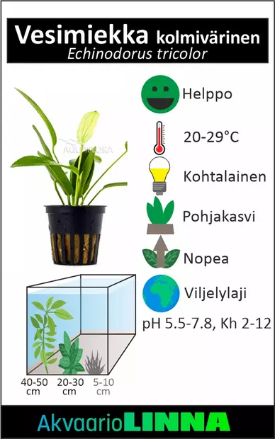 Miekka Kolmivärinen Ruukku - Akvaarion keskialan kasvit - 81490 - 2
