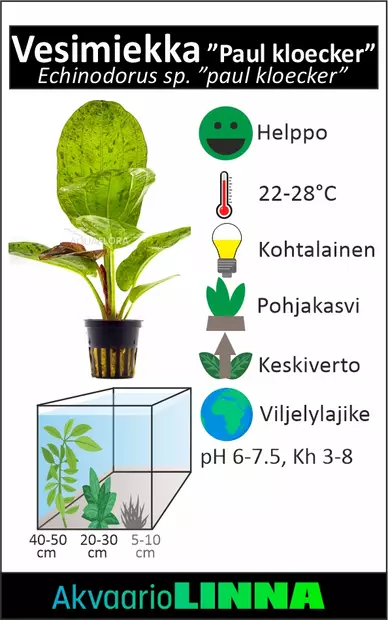 Miekka Paul Kloecker Ruukku - Akvaarion keskialan kasvit - 81380 - 2