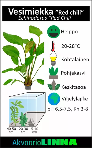 Miekka Punainen Chili Ruukku - Akvaarion keskialan kasvit - 81410 - 2