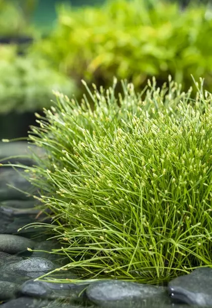 Nuokkuharjasluikka - Lampikasvit ja lumpeet - 091.4440 - 2