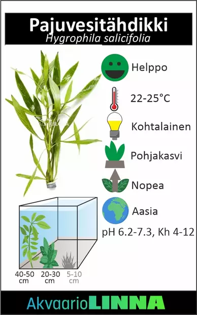 Pajuvesitähdikki Ruukku - Akvaarion keskialan kasvit - 81710 - 2