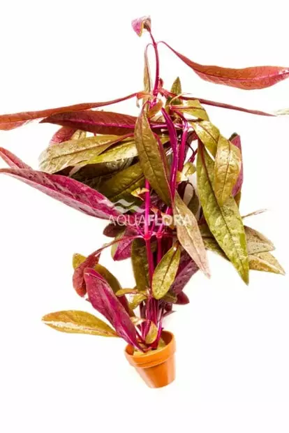 Soukkapapukaijalehti - Akvaarion keskialan kasvit - 83300 - 2